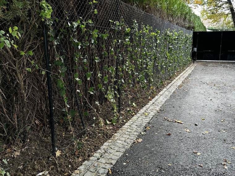 Clôture végétalisée : grillage garni de lierre le long d'un accès pavé